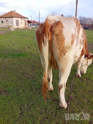 Заплодена юница 2теле 