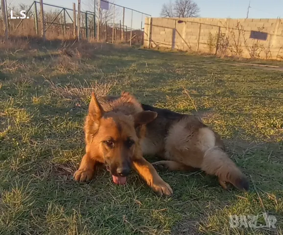 НОК женска, нa 4 г., снимка 2 - Немска овчарка - 48395070