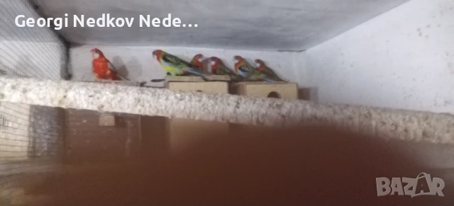 Продавам розели, снимка 3 - Папагали - 51389610