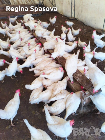 Продавам кокошки носачки , снимка 4 - Кокошки и пуйки - 53193053