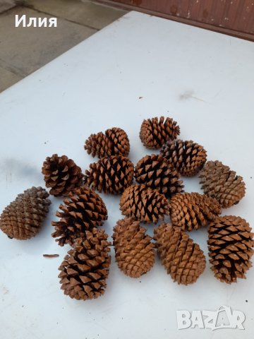 Големи шишарки (от 10 до 17 см) , снимка 16 - Декорация за дома - 38594162