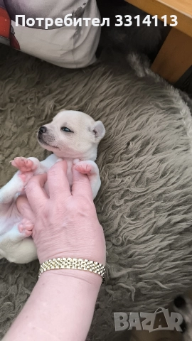 чихуахуа , снимка 2 - Чихуахуа - 52954778