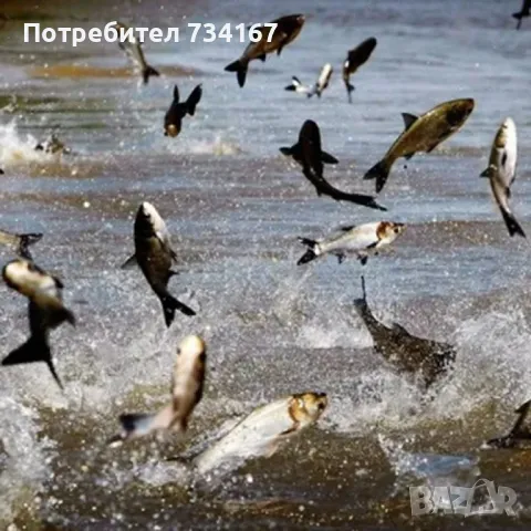 Риболовна добавка за захрана - Атрактант S-Lure, снимка 5 - Стръв и захранки - 49305532