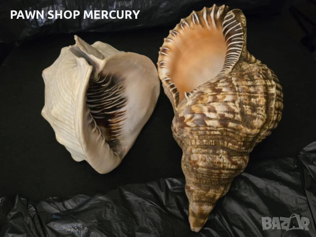 Продавам големи океански рапани , снимка 2 - Декорация за дома - 51267598
