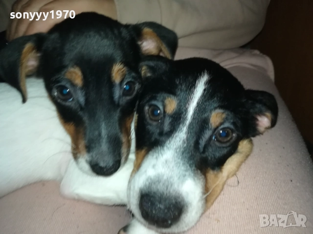 ДЖАК РЪСЕЛ БЕБЕ ПО ИЗБОР-ЖЕНСКО 2910250723