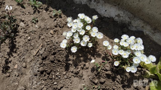 Продавам цветя Делосперма - розова, червена, жълта и бяла, снимка 14 - Разсади - 36552409