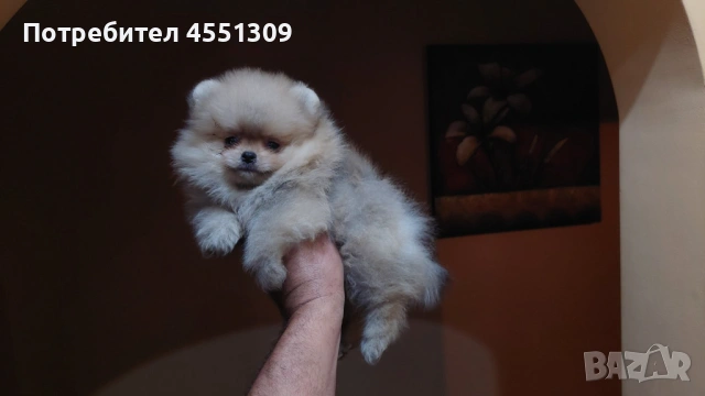 Померан мини, снимка 4 - Померан - 53468417
