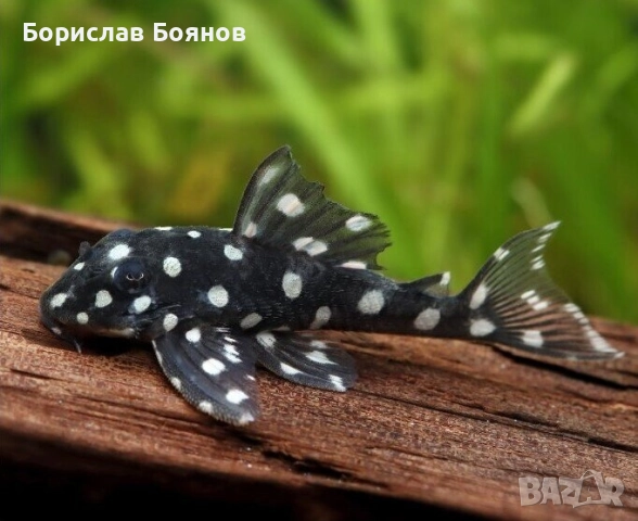 L201 Orinoco Angel Pleco - 5см.