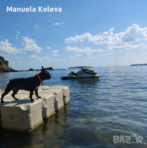 Френски булдог разплод