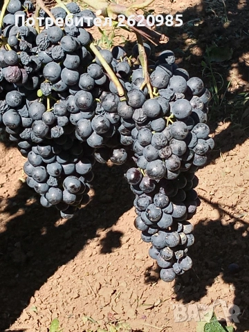 Лозов посадъчен материал , снимка 2 - Разсади - 53185674