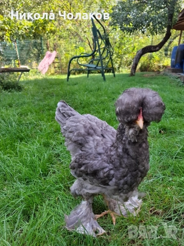 Петлета , снимка 4 - Кокошки и пуйки - 51811269