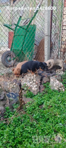 Малки пинчери , снимка 3 - Пинчер - 53161909