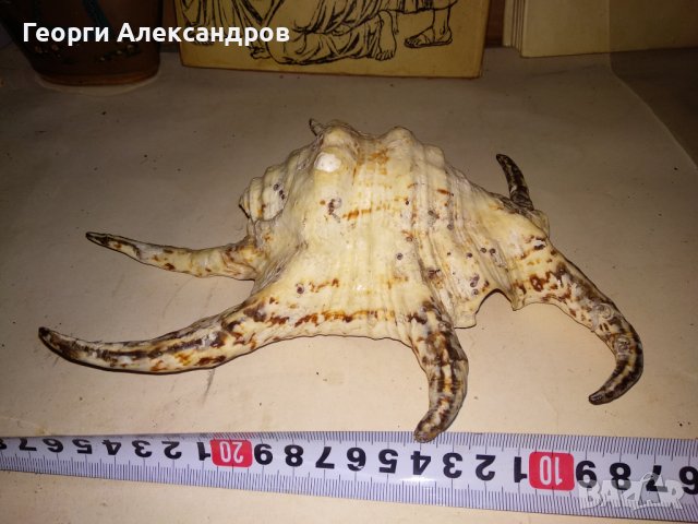 ОГРОМЕН ТРОПИЧЕСКИ РАПАН от ИНДИЙСКИЯ ОКЕАН За КОЛЕКЦИЯ ДЕКОРАЦИЯ, снимка 5 - Колекции - 39855173