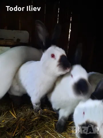 Продавам зайци , снимка 4 - Други животни - 49732569