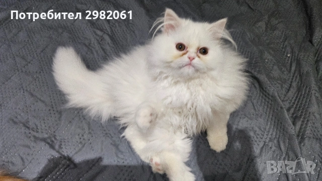 Продавам персийско котенце , снимка 4 - Други - 53414318
