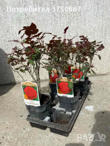 РОЗА 🌹 BOTERO® Meiafone 🌹, снимка 8 - Градински цветя и растения - 49671839