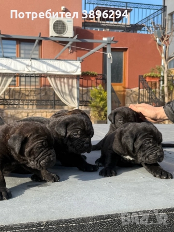 Уникални кученца кане корсо италяно,шоу клас чистокръвни.