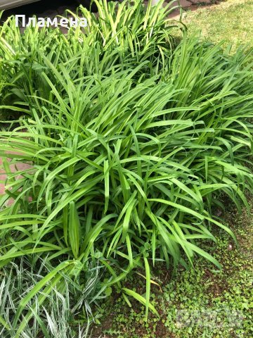 Оранжев хеморокалис , снимка 2 - Градински цветя и растения - 40699182