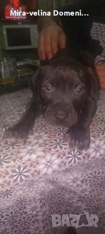 Мъжко питбулче на 45 дена