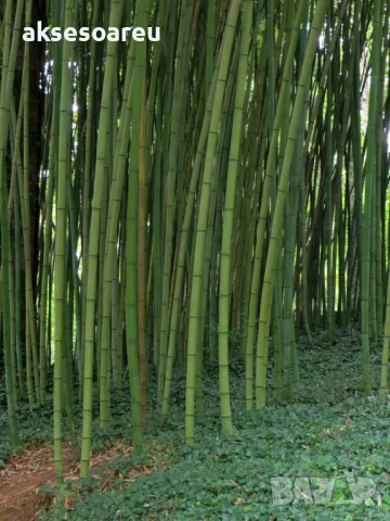 100 качествени Семена от градински горски гигантски бамбук Moso Bambo декоративни растения за дома, снимка 12 - Сортови семена и луковици - 50334620