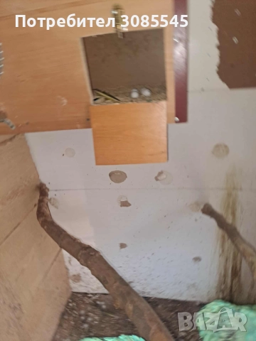 Синьо-жълта Ара двойка зряла, снимка 3 - Папагали - 51384454