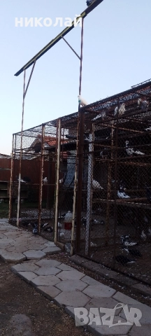 Пазарджишки гълъби 