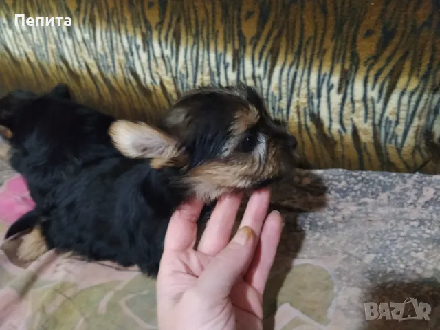 Мини йоркширски териер, снимка 1