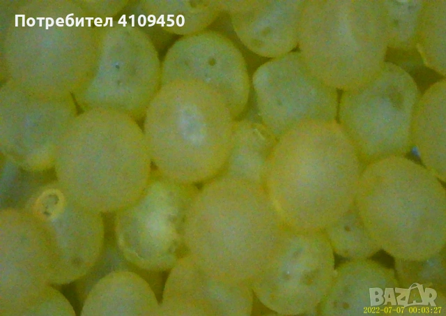 Цисти от артемия (Salina), снимка 7 - Аквариуми - 53189361