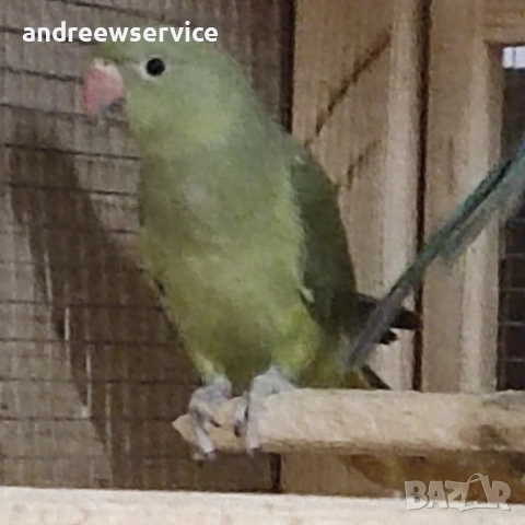 Малък Александър , снимка 2 - Папагали - 52032673