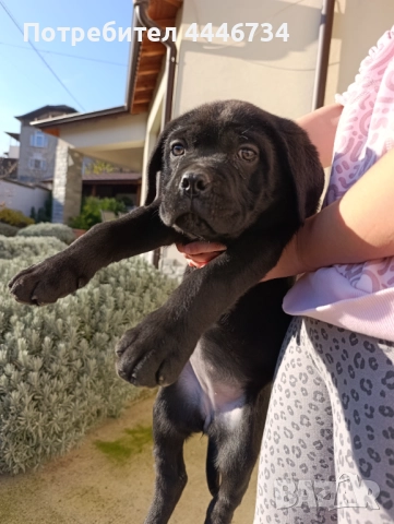 Кане Корсо кученца