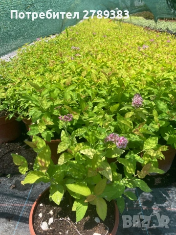 Японска Спирея