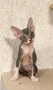 Донски сфинкс с родословие, снимка 3