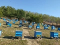 Пчелни семейства в ДБ кошери, снимка 2