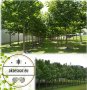 400 семена от красиво декоративно медоносно дърво пауловния томентоса за декорация и украса на двора, снимка 15