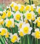 Луковици НАРЦИС, снимка 7