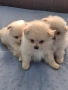 продават се кучинца шпиц померан 2 момчита и 1 момиче, снимка 1
