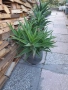 Алое вера, снимка 3