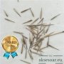 100 бр. Бамбукови Семена гигантски бамбук Moso Bambo градински декоративни растения декорация за гра, снимка 8