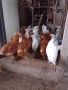Кокошки ярки, уоман барун, бял легхорн и спербек, снимка 5
