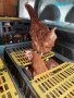 продавам кокошки носачки за яйца, снимка 1