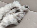 Продавам кожа от полярна 🦊, снимка 7