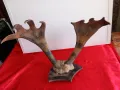 Ловен Трофей ,Рога от ЛОС , Елен , Сръндак, снимка 4