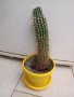 кактус височина 39см, снимка 2