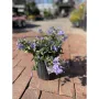 Phlox Blue Moon Флокс Синя луна, снимка 3