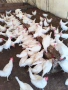Продавам кокошки носачки , снимка 4