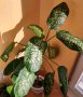 Продавам саксия с декоративно растение Дифенбахия., снимка 2