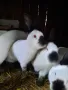 Продавам зайци , снимка 4