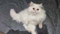 Продавам персийско котенце , снимка 4