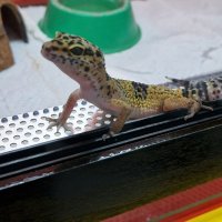 Промоция - Леопардов гекон - намалена цена, снимка 3 - Гекон - 42823610