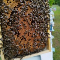 Пчелни отводки  сезон 2024 записване, снимка 2 - За пчели - 43262933